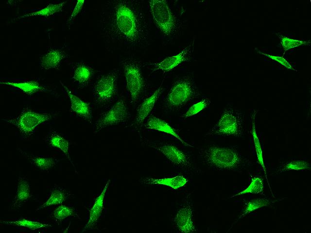 PRDX4 / Peroxiredoxin 4 Antibody - Immunofluorescence staining of PRDX4 in HeLa cells. Cells were fixed with 4% PFA, permeabilzed with 0.1% Triton X-100 in PBS, blocked with 10% serum, and incubated with rabbit anti-human PRDX4 polyclonal antibody (dilution ratio 1:1000) at 4°C overnight. Then cells were stained with the Alexa Fluor 488-conjugated Goat Anti-rabbit IgG secondary antibody (green). Positive staining was localized to cytoplasm.