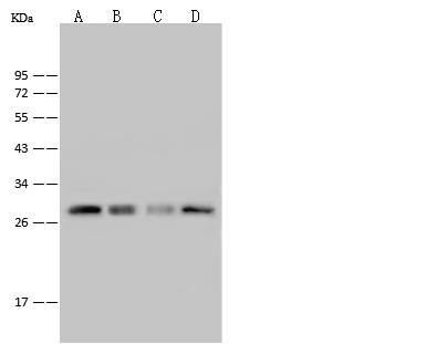 PRDX4 / Peroxiredoxin 4 Antibody - Anti-PRDX4 rabbit polyclonal antibody at 1:500 dilution. Lane A: HeLa Whole Cell Lysate. Lane B: HepG2 Whole Cell Lysate. Lane C: 293T Whole Cell Lysate. Lane D: Jurkat Whole Cell Lysate. Lysates/proteins at 30 ug per lane. Secondary: Goat Anti-Rabbit IgG (H+L)/HRP at 1/10000 dilution. Developed using the ECL technique. Performed under reducing conditions. Predicted band size: 31 kDa.