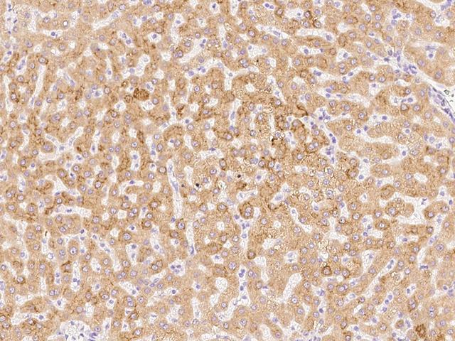 PRDX4 / Peroxiredoxin 4 Antibody - Immunochemical staining of human PRDX4 in human liver with rabbit polyclonal antibody at 1:1000 dilution, formalin-fixed paraffin embedded sections.