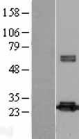 PRDX4 / Peroxiredoxin 4 Protein - Western validation with an anti-DDK antibody * L: Control HEK293 lysate R: Over-expression lysate