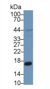 PRDX5 / Peroxiredoxin 5 Antibody - Western Blot; Sample: Human HepG2 cell lysate; Primary Ab: 1µg/ml Rabbit Anti-Human PRDX5 Antibody Second Ab: 0.2µg/mL HRP-Linked Caprine Anti-Rabbit IgG Polyclonal Antibody