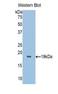 PRDX5 / Peroxiredoxin 5 Antibody - Western blot of recombinant PRDX5 / Peroxiredoxin 5.  This image was taken for the unconjugated form of this product. Other forms have not been tested.