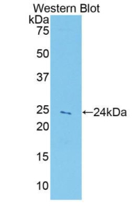 PRDX5 / Peroxiredoxin 5 Antibody - Western blot of recombinant PRDX5 / Peroxiredoxin 5.  This image was taken for the unconjugated form of this product. Other forms have not been tested.