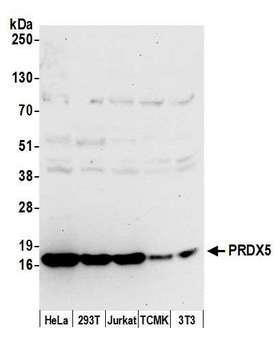 PRDX5 / Peroxiredoxin 5 Antibody - Detection of human and mouse PRDX5 by western blot. Samples: Whole cell lysate (50 µg) from HeLa, HEK293T, Jurkat, mouse TCMK-1, and mouse NIH 3T3 cells prepared using NETN lysis buffer. Antibody: Affinity purified rabbit anti-PRDX5 antibody used for WB at 0.1 µg/ml. Detection: Chemiluminescence with an exposure time of 30 seconds.