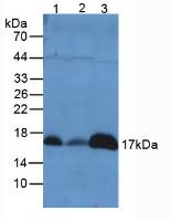 PRDX5 / Peroxiredoxin 5 Antibody - Western Blot; Sample. Lane1: Mouse Liver Tissue; Lane2: Mouse Lung Tissue; Lane3: Mouse Kidney Tissue.