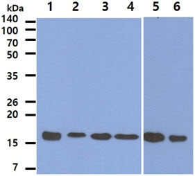 PRDX5 / Peroxiredoxin 5 Antibody - The Recombinant Human PRDX5 (50ng) and Cell lysates (40ug) were resolved by SDS-PAGE, transferred to PVDF membrane and probed with anti-human Peroxiredoxin 5 antibody (1:1000). Proteins were visualized using a goat anti-mouse secondary antibody conjugated to HRP and an ECL detection system. Lane 1. : Recombinant PRDX5 protein Lane 2. : MCF-7 cell lysate Lane 3. : A549 cell lysate Lane 4. : HeLa cell lysate Lane 5. : 293T cell lysate Lane 6. : Jurkat cell lysate