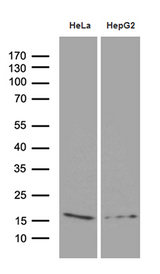 PRDX5 / Peroxiredoxin 5 Antibody - Western blot analysis of extracts. (35ug) from 2 different cell lines by using anti-PRDX5 monoclonal antibody. (1:500)