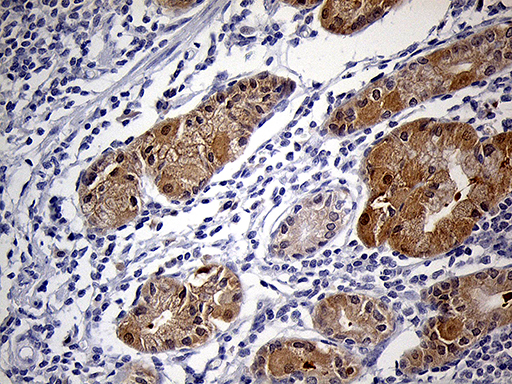 PRDX5 / Peroxiredoxin 5 Antibody - Immunohistochemical staining of paraffin-embedded Human gastric tissue within the normal limits using anti-PRDX5 mouse monoclonal antibody. (Heat-induced epitope retrieval by 1mM EDTA in 10mM Tris buffer. (pH8.5) at 120°C for 3 min. (1:250)