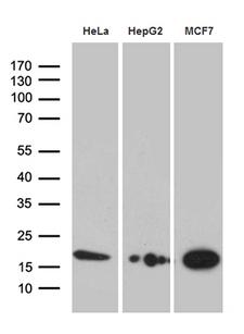PRDX5 / Peroxiredoxin 5 Antibody - Western blot analysis of extracts. (35ug) from 3 different cell lines by using anti-PRDX5 monoclonal antibody. (1:500)