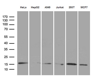 PRDX5 / Peroxiredoxin 5 Antibody - Western blot analysis of extracts. (35ug) from 6 different cell lines by using anti-PRDX5 monoclonal antibody. (1:500)