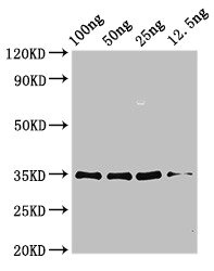 PRDX5 / Peroxiredoxin 5 Antibody - Western Blot Positive WB detected in Recombinant protein All lanes: aspf3 antibody at 3.25µg/ml Secondary Goat polyclonal to rabbit IgG at 1/50000 dilution Predicted band size: 35 kDa Observed band size: 35 kDa