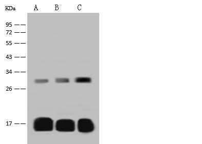 PRDX5 / Peroxiredoxin 5 Antibody - Anti-PRDX5 rabbit polyclonal antibody at 1:500 dilution. Lane A: Mouse lung tissue lysate. Lane B: Mouse brain tissue lysate. Lane C: Mouse liver tissue lysate. Lysates/proteins at 30 ug per lane. Secondary: Goat Anti-Rabbit IgG (H+L)/HRP at 1/10000 dilution. Developed using the ECL technique. Performed under reducing conditions. Predicted band size: 22 kDa.