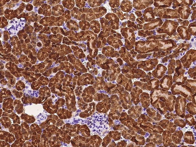 PRDX5 / Peroxiredoxin 5 Antibody - Immunochemical staining of mouse PRDX5 in mouse kidney with rabbit polyclonal antibody at 1:300 dilution, formalin-fixed paraffin embedded sections.