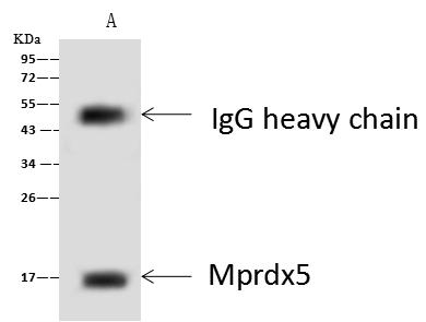 PRDX5 / Peroxiredoxin 5 Antibody - Mprdx5 was immunoprecipitated using: Lane A: 0.5 mg Mouse lung tissue Lysate. 4 uL anti-Mprdx5 rabbit polyclonal antibody and 60 ug of Immunomagnetic beads Protein A/G. Primary antibody: Anti-Mprdx5 rabbit polyclonal antibody, at 1:100 dilution. Secondary antibody: Goat Anti-Rabbit IgG (H+L)/HRP at 1/10000 dilution. Developed using the ECL technique. Performed under reducing conditions. Predicted band size: 22 kDa. Observed band size: 16 kDa.