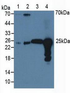 PRDX6 / Peroxiredoxin 6 Antibody - Western Blot; Sample: Lane1: Human A549 Cells; Lane2: Human Hela Cells; Lane3: Bovine Liver Tissue; Lane4: Bovine Lung Tissue.
