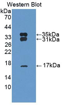 PRDX6 / Peroxiredoxin 6 Antibody - Western Blot; Sample: Recombinant PRDX6, Bovine.