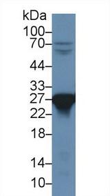 PRDX6 / Peroxiredoxin 6 Antibody - Western Blot; Sample: Rat Liver lysate; Primary Ab: 1µg/ml Rabbit Anti-Rat PRDX6 Antibody Second Ab: 0.2µg/mL HRP-Linked Caprine Anti-Rabbit IgG Polyclonal Antibody