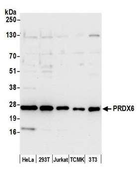 PRDX6 / Peroxiredoxin 6 Antibody - Detection of human and mouse PRDX6 by western blot. Samples: Whole cell lysate (15 µg) from HeLa, HEK293T, Jurkat, mouse TCMK-1, and mouse NIH 3T3 cells prepared using NETN lysis buffer. Antibody: Affinity purified rabbit anti-PRDX6 antibody used for WB at 0.1 µg/ml. Detection: Chemiluminescence with an exposure time of 10 seconds.
