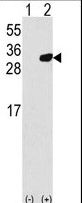 PRDX6 / Peroxiredoxin 6 Antibody - Western blot of PRDX6 (arrow) using rabbit polyclonal PRDX6 Antibody (RB20894). 293 cell lysates (2 ug/lane) either nontransfected (Lane 1) or transiently transfected with the PRDX6 gene (Lane 2).