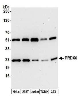 PRDX6 / Peroxiredoxin 6 Antibody - Detection of human and mouse PRDX6 by western blot. Samples: Whole cell lysate (15 µg) from HeLa, HEK293T, Jurkat, mouse TCMK-1, and mouse NIH 3T3 cells prepared using NETN lysis buffer. Antibody: Affinity purified rabbit anti-PRDX6 antibody used for WB at 0.1 µg/ml. Detection: Chemiluminescence with an exposure time of 30 seconds.