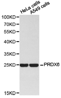 PRDX6 / Peroxiredoxin 6 Antibody - Western blot of extracts of various cell lines, using PRDX6 antibody.