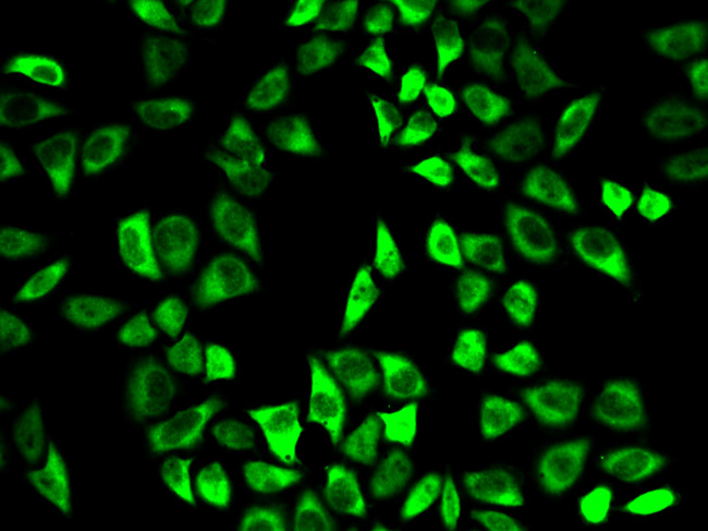 PRDX6 / Peroxiredoxin 6 Antibody - Immunofluorescence analysis of HeLa cells.