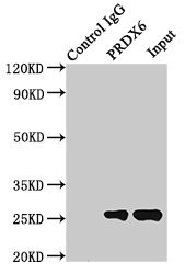 PRDX6 / Peroxiredoxin 6 Antibody - Immunoprecipitating PRDX6 in Hela whole cell lysateLane 1: Rabbit control IgG(1 µg) instead ofin Hela whole cell lysate.For western blotting, a HRP-conjugated Protein G antibody was used as the secondary antibody (1/2000) Lane 2:µg) + Hela whole cell lysate(500 µg) Lane 3: Hela whole cell lysate (10 µg)