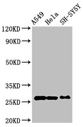 PRDX6 / Peroxiredoxin 6 Antibody - Positive Western Blot detected in A549 whole cell lysate, Hela whole cell lysate, SH-SY5Y whole cell lysate. All lanes: PRDX6 antibody at 4 µg/ml Secondary Goat polyclonal to rabbit IgG at 1/50000 dilution. Predicted band size: 26 KDa. Observed band size: 26 KDa