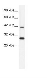 PREB Antibody - Raji Cell Lysate.  This image was taken for the unconjugated form of this product. Other forms have not been tested.