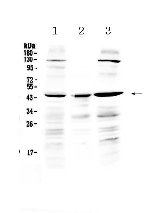PREB Antibody - Western blot analysis of PREB using anti-PREB antibody. Electrophoresis was performed on a 5-20% SDS-PAGE gel at 70V (Stacking gel) / 90V (Resolving gel) for 2-3 hours. The sample well of each lane was loaded with 50ug of sample under reducing conditions. Lane 1: human Hela whole cell lysate,Lane 2: human placenta tissue lysate,Lane 3: human A549 whole cell lysate. After Electrophoresis, proteins were transferred to a Nitrocellulose membrane at 150mA for 50-90 minutes. Blocked the membrane with 5% Non-fat Milk/ TBS for 1.5 hour at RT. The membrane was incubated with rabbit anti-PREB antigen affinity purified polyclonal antibody at 0.5 µg/mL overnight at 4°C, then washed with TBS-0.1% Tween 3 times with 5 minutes each and probed with a goat anti-rabbit IgG-HRP secondary antibody at a dilution of 1:10000 for 1.5 hour at RT. The signal is developed using an Enhanced Chemiluminescent detection (ECL) kit with Tanon 5200 system. A specific band was detected for PREB at approximately 45KD. The expected band size for PREB is at 45KD.
