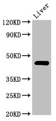 PREB Antibody - Positive Western Blot detected in Rat liver tissue. All lanes: PREB antibody at 3 µg/ml Secondary Goat polyclonal to rabbit IgG at 1/50000 dilution. Predicted band size: 46 KDa. Observed band size: 46 KDa