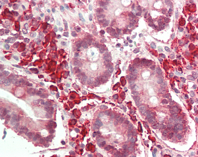 PRELP / Prolargin Antibody - Human Small Intestine: Formalin-Fixed, Paraffin-Embedded (FFPE).  This image was taken for the unconjugated form of this product. Other forms have not been tested.