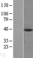 PRELP / Prolargin Protein - Western validation with an anti-DDK antibody * L: Control HEK293 lysate R: Over-expression lysate
