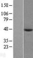 PRELP / Prolargin Protein - Western validation with an anti-DDK antibody * L: Control HEK293 lysate R: Over-expression lysate