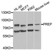 PREP / Prolyl Endopeptidase Antibody - Western blot analysis of extracts of various cells.
