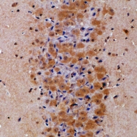 PREP / Prolyl Endopeptidase Antibody - Immunohistochemical analysis of Prolyl Endopeptidase staining in mouse brain formalin fixed paraffin embedded tissue section. The section was pre-treated using heat mediated antigen retrieval with sodium citrate buffer (pH 6.0). The section was then incubated with the antibody at room temperature and detected using an HRP conjugated compact polymer system. DAB was used as the chromogen. The section was then counterstained with haematoxylin and mounted with DPX.