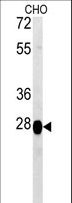 PREPL Antibody - PREPL Antibody western blot of CHO cell line lysates (15 ug/lane). The PREPL antibody detected the PREPL protein (arrow).