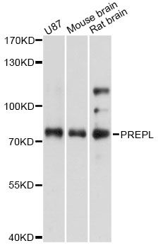 PREPL Antibody - Western blot analysis of extracts of various cell lines, using PREPL antibody at 1:3000 dilution. The secondary antibody used was an HRP Goat Anti-Rabbit IgG (H+L) at 1:10000 dilution. Lysates were loaded 25ug per lane and 3% nonfat dry milk in TBST was used for blocking. An ECL Kit was used for detection and the exposure time was 10s.