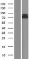 PREPL Protein - Western validation with an anti-DDK antibody * L: Control HEK293 lysate R: Over-expression lysate