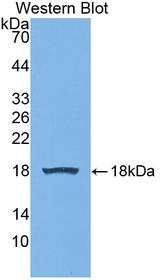 Preprovasopressin Antibody - Western Blot; Sample: Recombinant protein.