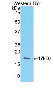 Preprovasopressin Antibody - Western blot of recombinant AVP / ADH / Vasopressin.  This image was taken for the unconjugated form of this product. Other forms have not been tested.
