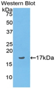 Preprovasopressin Antibody - Western blot of recombinant AVP / ADH / Vasopressin.  This image was taken for the unconjugated form of this product. Other forms have not been tested.
