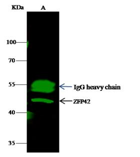 PREX1 / P-REX1 Antibody - ZFP42 was immunoprecipitated using: Lane A: 0.5 mg Raw264.7 Whole Cell Lysate. 2 uL anti-ZFP42 rabbit polyclonal antibody and 15 ul of 50% Protein G agarose. Primary antibody: Anti-ZFP42 rabbit polyclonal antibody, at 1:100 dilution. Secondary antibody: Dylight 800-labeled antibody to rabbit IgG (H+L), at 1:5000 dilution. Developed using the odssey technique. Performed under reducing conditions. Predicted band size: 35 kDa. Observed band size: 42 kDa.