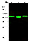 PREX1 / P-REX1 Antibody - Anti-PREX1 rabbit polyclonal antibody at 1:500 dilution. Lane A: Jurkat Whole Cell Lysate. Lane B: 293T Whole Cell Lysate. Lane C: Raji Whole Cell Lysate. Lysates/proteins at 30 ug per lane. Secondary: Goat Anti-Rabbit IgG H&L (Dylight800) at 1/10000 dilution. Developed using the Odyssey technique. Performed under reducing conditions. Predicted band size: 35 kDa. Observed band size: 42 kDa.