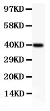 PRF1 / Perforin Antibody - Perforin antibody Western blot. All lanes: Anti Perforin at 0.5 ug/ml. WB: Recombinant Human Perforin Protein 0.5ng. Predicted band size: 40 kD. Observed band size: 40 kD.