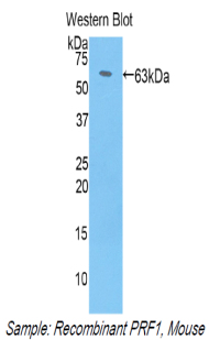 PRF1 / Perforin Antibody - Western blot of recombinant PRF1 / Perforin.  This image was taken for the unconjugated form of this product. Other forms have not been tested.