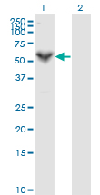 PRF1 / Perforin Antibody - Western Blot analysis of PRF1 expression in transfected 293T cell line by PRF1 monoclonal antibody (M04), clone 3B4.Lane 1: PRF1 transfected lysate(61.4 KDa).Lane 2: Non-transfected lysate.