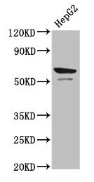 PRF1 / Perforin Antibody - Western Blot Positive WB detected in: HepG2 whole cell lysate All lanes: Prf1 antibody at 4µg/ml Secondary Goat polyclonal to rabbit IgG at 1/50000 dilution Predicted band size: 62 kDa Observed band size: 62 kDa