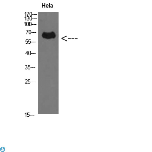 PRF1 / Perforin Antibody - Western Blot (WB) analysis of HeLa cells using Perforin 1 Polyclonal Antibody diluted at 1:500.