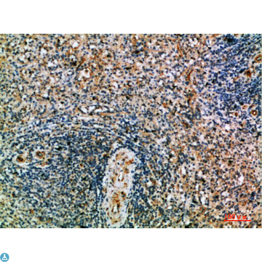 PRF1 / Perforin Antibody - Immunohistochemical analysis of paraffin-embedded human-spleen, antibody was diluted at 1:200.